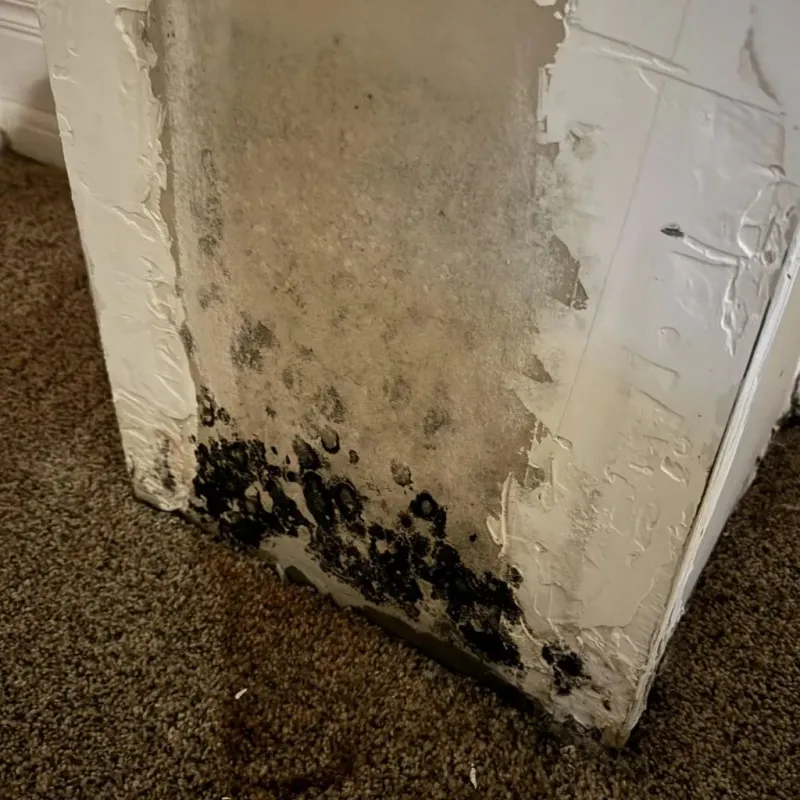 Professional Mold Removal in Kingsport, TN